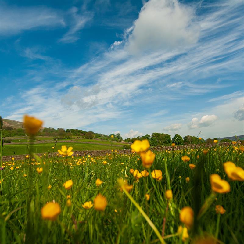 Guided Walk: Nature and flowers in Swaledale